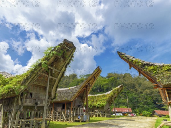 Old houses and pile dwellings with curved roofs, Tana Toraja, Rantepao, Sulawesi, Indonesia, Asia