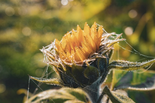 A close-up of a sunflower covered in cobwebs and shiny morning dew, Gechingen, Black Forest, Germany, Europe