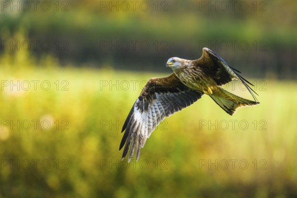 Red Kite, Milvus milvus, bird in flight