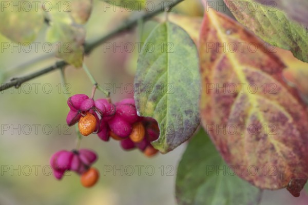 Peacock, spindle bush (Euonymus europaeus), fruit stand, Emsland, Lower Saxony, Germany, Europe
