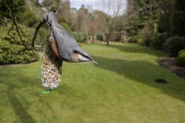 Nuthatch (Sitta europaea), at a titmouse dumpling, winter feeding in the garden, North Rhine-Westphalia, Germany, Europe
