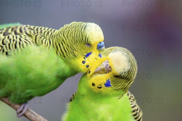 Close-up of two budgies that obviously like each other