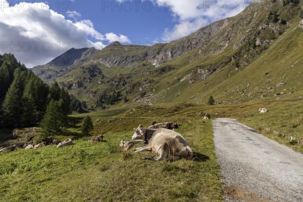Cattle (Bos taurus) beside the road, path through the Sambuco valley, Vale Sambuco, near Fusio, Lavizzara, Canton Ticino, Switzerland, Europe