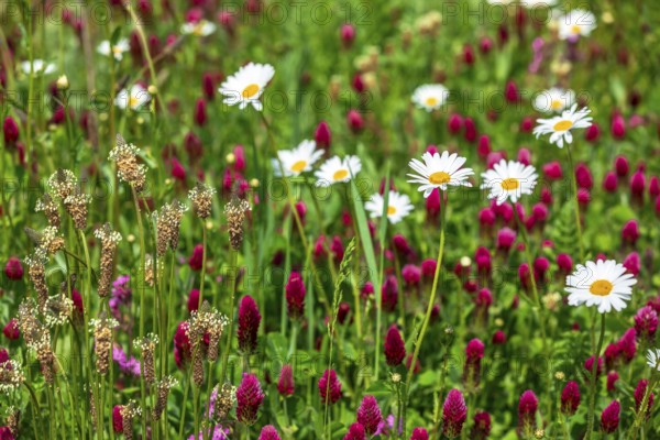 Flowering meadow with daisies (Leucanthemum) and incarnate clover (Trifolium incarnatum) in bloom, Saxony, Germany, Europe