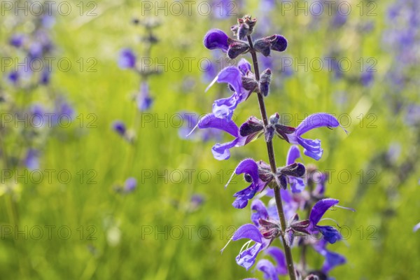 Meadow sage (Salvia pratensis) in bloom