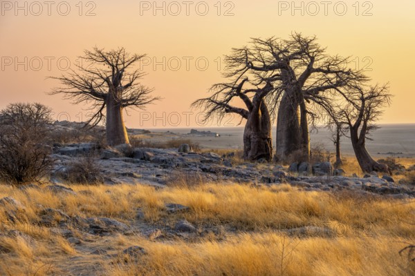 African baobab or baobab tree (Adansonia digitata), several trees at sunrise, Kubu Island (Lekubu), Sowa Pan, Makgadikgadi salt pans, Botswana, Africa