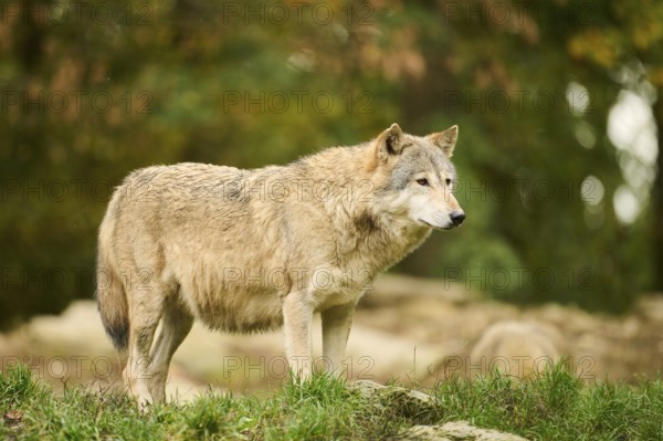 Eastern wolf (Canis lupus lycaon) standing on a meadow, Bavaria, Germany, Europe