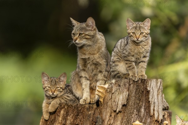 Mother cat and her two kittens sitting next to each other on a tree stump, wildcat (Felis silvestris), kitten, Germany, Europe