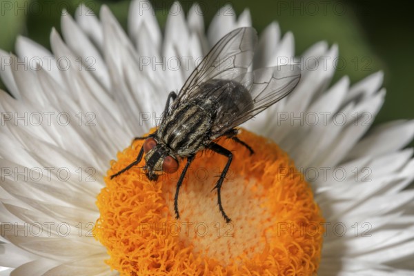 Flesh fly (Sarcophagidae) on a white immortelle (Helychrysum), Baden-Württemberg, Germany, Europe