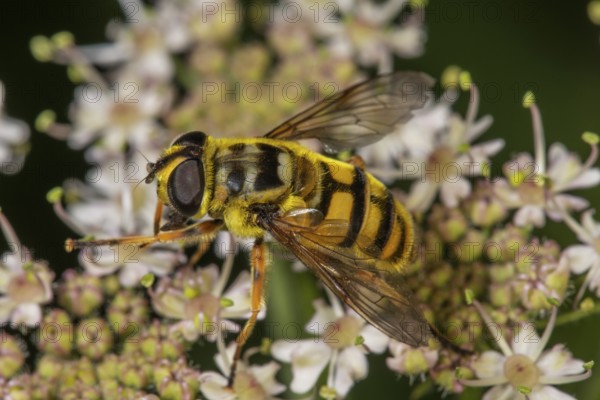 Close-up of the female of a death's-head hoverfly (Myanthropa florea on white flowers of angelica (Angelica sylvestris), Baden-Württemberg, Germany, Europe