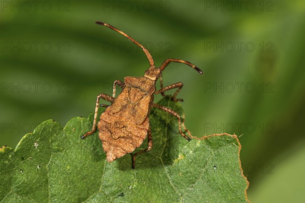 Dock bug (Coreus marginatus) in the 5th larval stage sitting on a leaf in nature, Baden-Württemberg, Germany, Europe