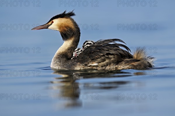Great Crested Grebe (Podiceps Scalloped ribbonfish), with chicks in plumage swimming in the water, Lake Zug, Canton Zug, Switzerland, Europe
