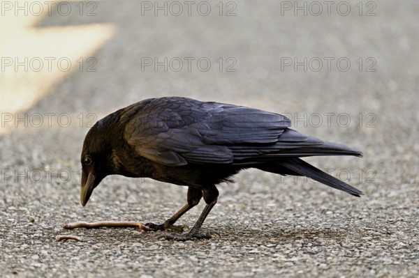 Corvus corone, with captured worm, Switzerland, Europe