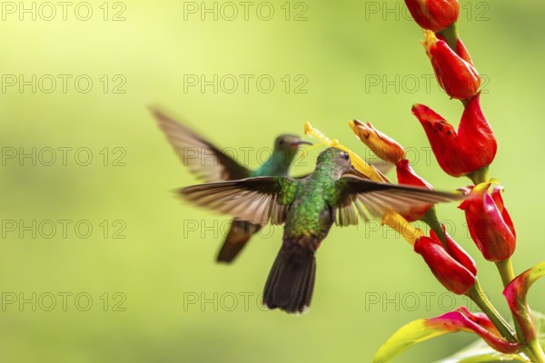 Green-fronted Brilliant Hummingbird (Heliodoxa jacula), Hummingbird (Trochilidae), Swiftbirds (Apodiformes), Laguna del Lagarto Lodge, Alajuela, Costa Rica, Central America