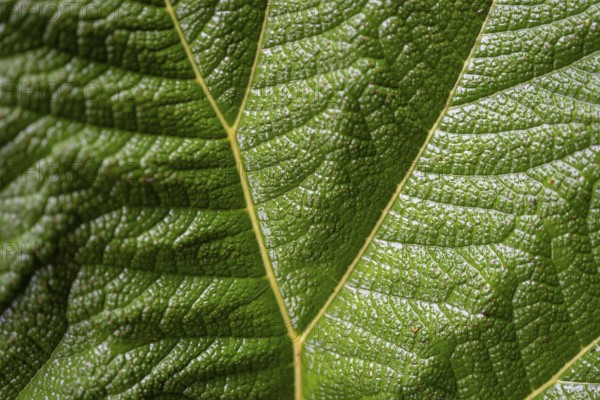Mammoth leaf (poorman's umbrella), leaf structure, detail of a leaf, Poás National Park, central highlands, Alajuela province, Costa Rica, Central America