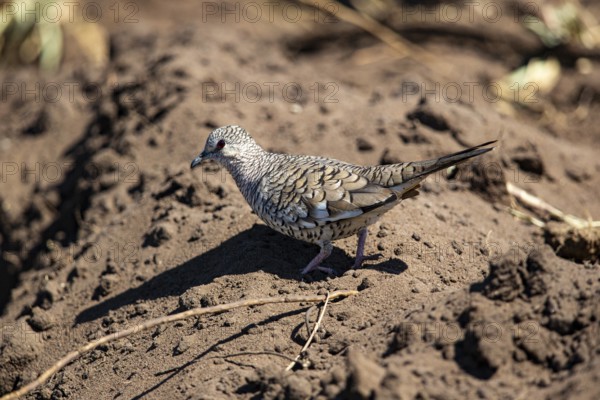 Scaled pigeon (Columbina squammata) pantanal Brazil