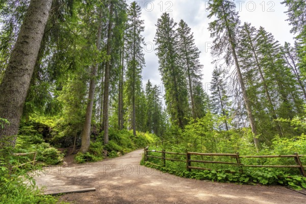 Scenic hiking trail leading into a dense, vibrant forest near lake carezza in the italian dolomites, offering a tranquil escape into nature