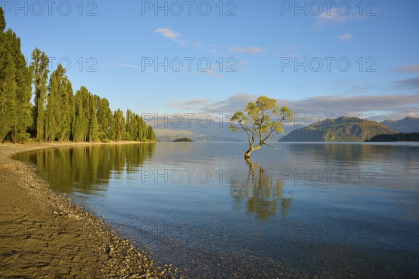 A tree juts out of the lake on a sunny morning, surrounded by tall trees, summer, Lake Wanaka, Wanaka, Otago, South Island, New Zealand, Oceania