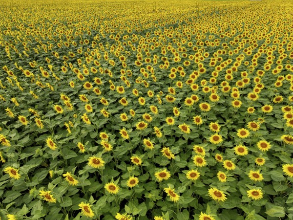 Sunflower field near Holzhausen, town of Rheinau, aerial view, Ortenau district, Baden-Württemberg, Germany, Europe