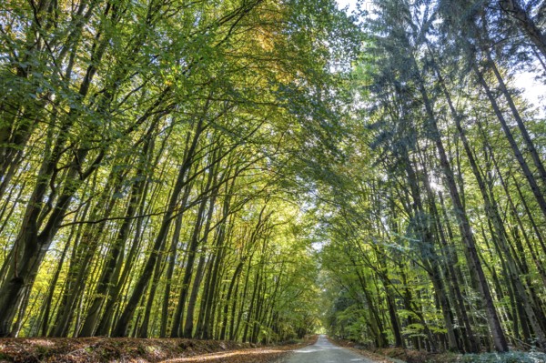Autumnal beech forest (Fagus) on a village street Rehna, Mecklenburg-Vorpommern, Germany, Europe