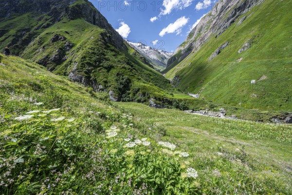 Flower meadow in Umbaltal, Venediger Group, Hohe Tauern National Park, East Tyrol, Tyrol, Austria, Europe