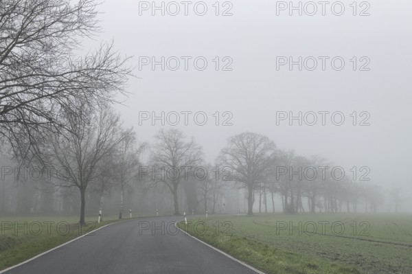 Lonely country road without central reservation in autumnal wintry foggy landscape with dense fog trees without foliage on the Lower Rhine, North Rhine-Westphalia, Germany, Europe