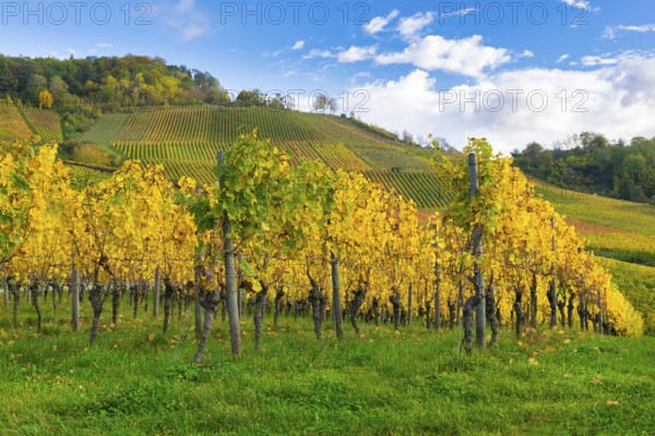 A vineyard in autumn with bright yellow leaves under a blue sky and gently rolling hills, Rems Valley, Korb, Baden-Württemberg, Germany, Europe