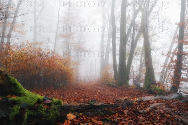 Autumn leaves on forest path through foggy beech forest (Fagus sylvatica), Canton Aargau, Switzerland, Europe