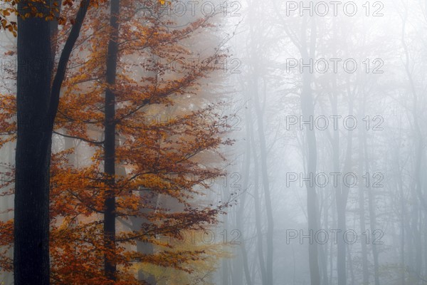 Single beech (Fagus sylvatica) with colourful autumn leaves, beech forest in fog, Canton Aargau, Switzerland, Europe