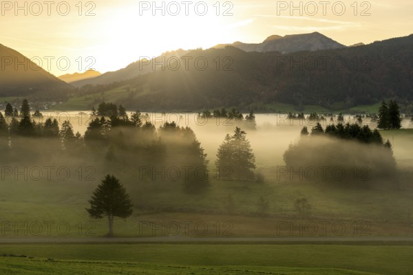 A peaceful landscape with mountains at sunrise, misty fields and scattered trees in the foreground, near Füssen, Ostallgäu, Allgäu, Bavaria, Germany, Europe