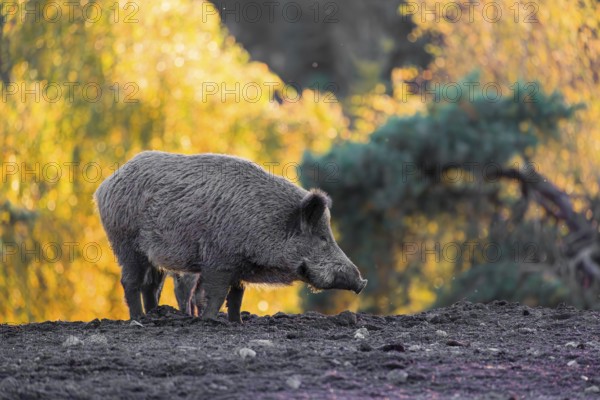 A wild boar or wild pig (Sus scrofa), runs across a clearing in hilly terrain in search of food. In the background you can see a forest in the fall foliage
