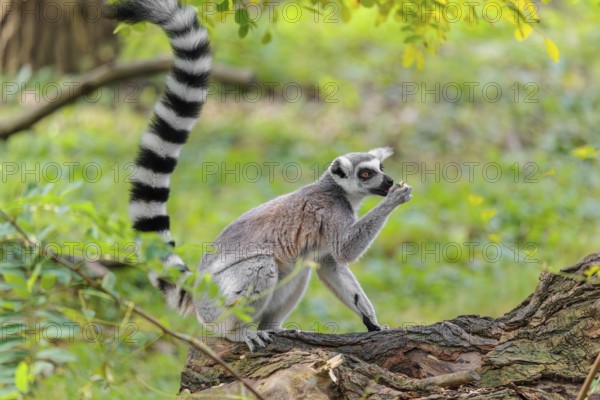 A ring-tailed lemur (Lemur catta) sits on a rotten tree lying on the ground and eats a fruit