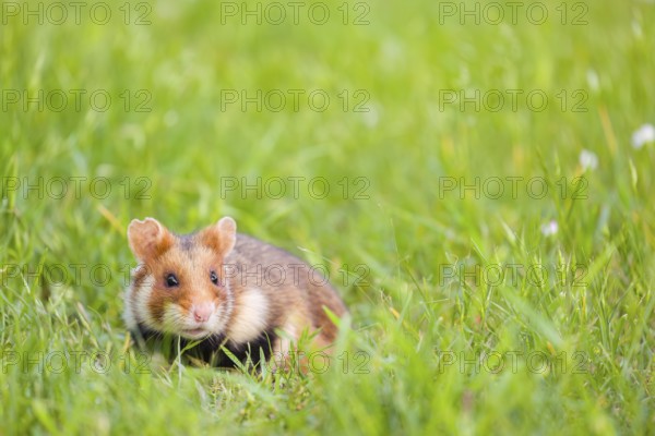 A European hamster (Cricetus cricetus), Eurasian hamster, black-bellied hamster or common hamster, forages for food on fresh green grass