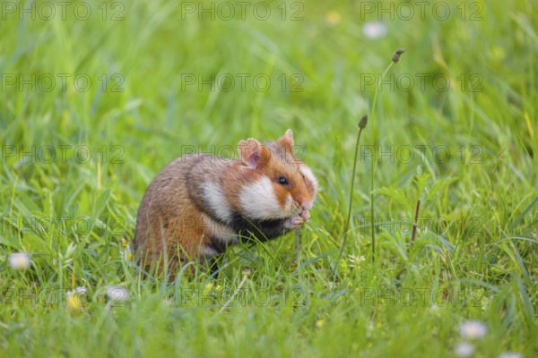 A European hamster (Cricetus cricetus), Eurasian hamster, black-bellied hamster or common hamster, forages for food on fresh green grass