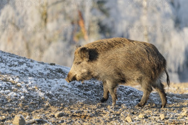 On a sunny day, a wild boar (Sus scrofa) searches for food in a frozen field. A forest covered in hoarfrost can be seen in the background
