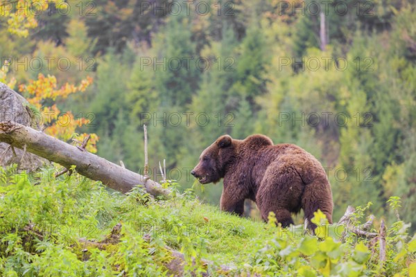 A young male Eurasian brown bear (Ursus arctos arctos) stands grazing on a meadow. In the distance is a forest
