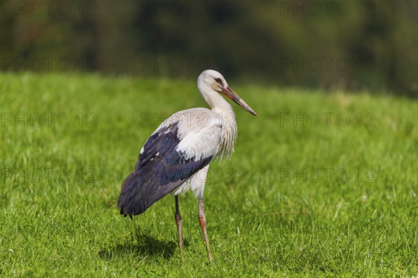 One white stork (Ciconia ciconia) looks for food on green meadow