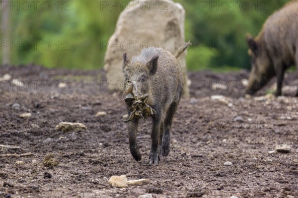 A wild boar or wild pig (Sus scrofa), runs across a clearing with food in its snout