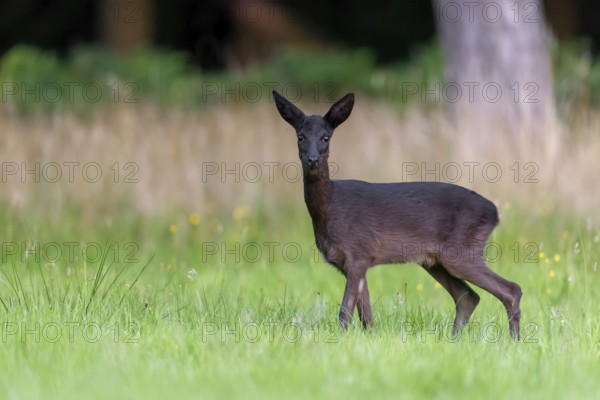 Melanistic black European roe deer (Capreolus capreolus) foraging in grassland, meadow at forest edge in summer