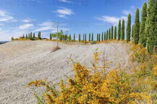 Hill with avenue of columnar cypresses (Cupressus sempervirens) near Siena, Tuscany, Italy, Europe