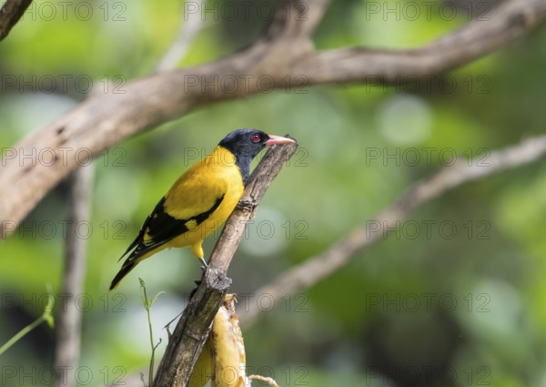Black-headed oriole (Eurasian Golden Oriole xanthornus), Kaeng Krachan National Park, Thailand, Asia