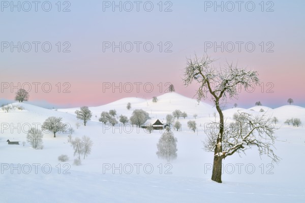 Snow-covered hilly landscape at dawn, Menzingen, Canton Zug, Switzerland, Europe