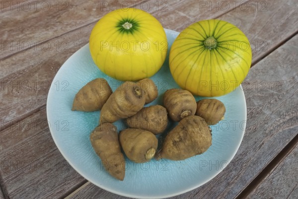 Chaerophyllum bulbosum, chervil turnip, chervil bulb, healthy root, courgette (Cucurbita pepo subsp. pepo convar. giromontiina), courgette, yellow, round courgette, vegetables, healthy cuisine, pumpkin plant, healthy nutrition, vegetable cuisine, food photography, studio, Germany, Europe