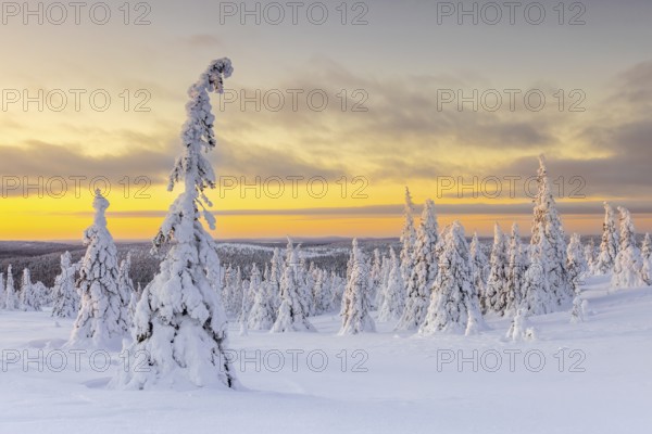Tykky forest, snow covered spruce trees on the taiga at sunrise in winter, Riisitunturi National Park, Finnish Lapland, Posio, Koillismaa, Finland, Europe