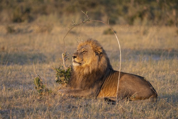 Lion (Panthera leo), horizontal portrait of a male. Savuti, Chobe National Park, Botswana, Africa
