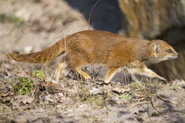 Yellow mongoose (Cynictis penicillata), in the dessert on a sunny day, captive