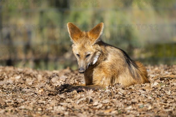 Maned wolf (Chrysocyon brachyurus) in a forest, captive, Germany, Europe