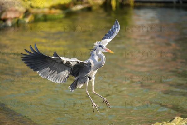 Grey heron (Ardea cinerea) flying at the shore of a lake, wildlife, Bavaria, Germany, Europe