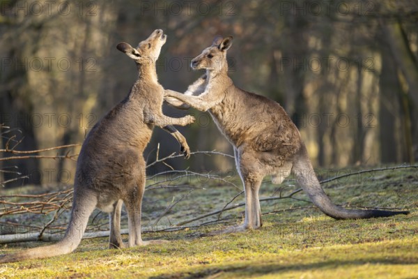 Eastern Gray Kangaroo (Macropus giganteus), two males fighting on a meadow, captive, occurance Australia, Oceania
