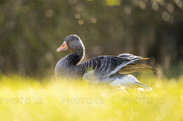 Greylag goose (Anser anser) standing on a meadow in spring, Bavaria, Germany, Europe